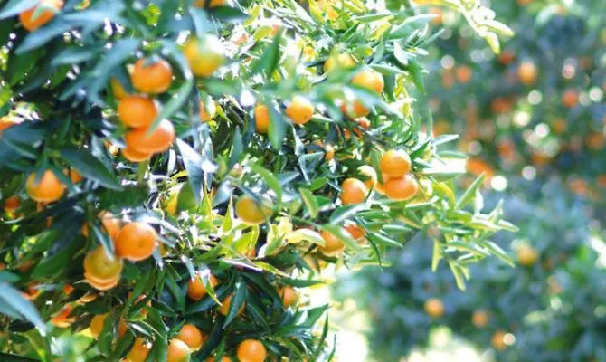 Casa de hóspedes Casa Vacanze Corigliano Corigliano Calabro